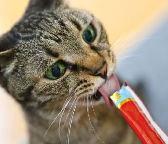 ちゅ〜るを食べるキジトラ猫